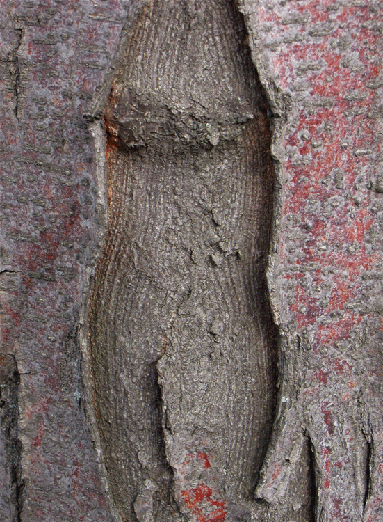 “Nude of the Bark” by Michael Tomb.