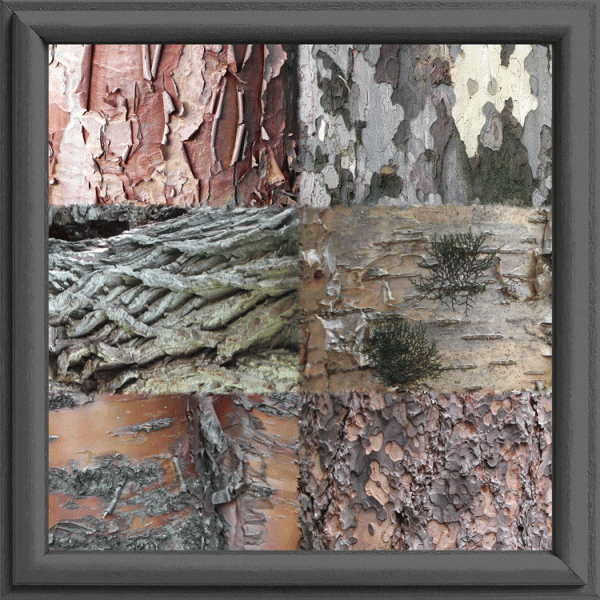 A collage of bark images from Tombs “Skin of the Arboretum” series.